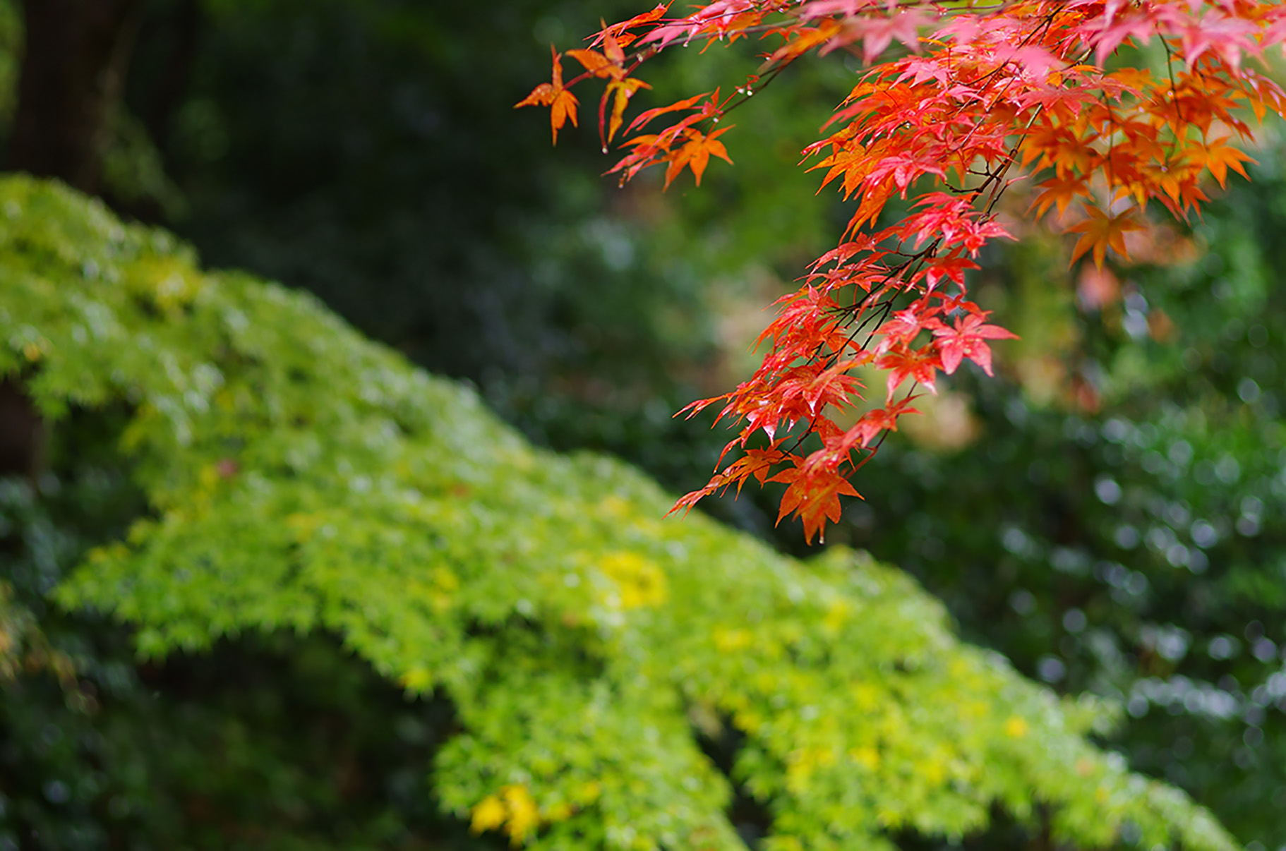 大門寺詳細・アクセスのイメージ画像