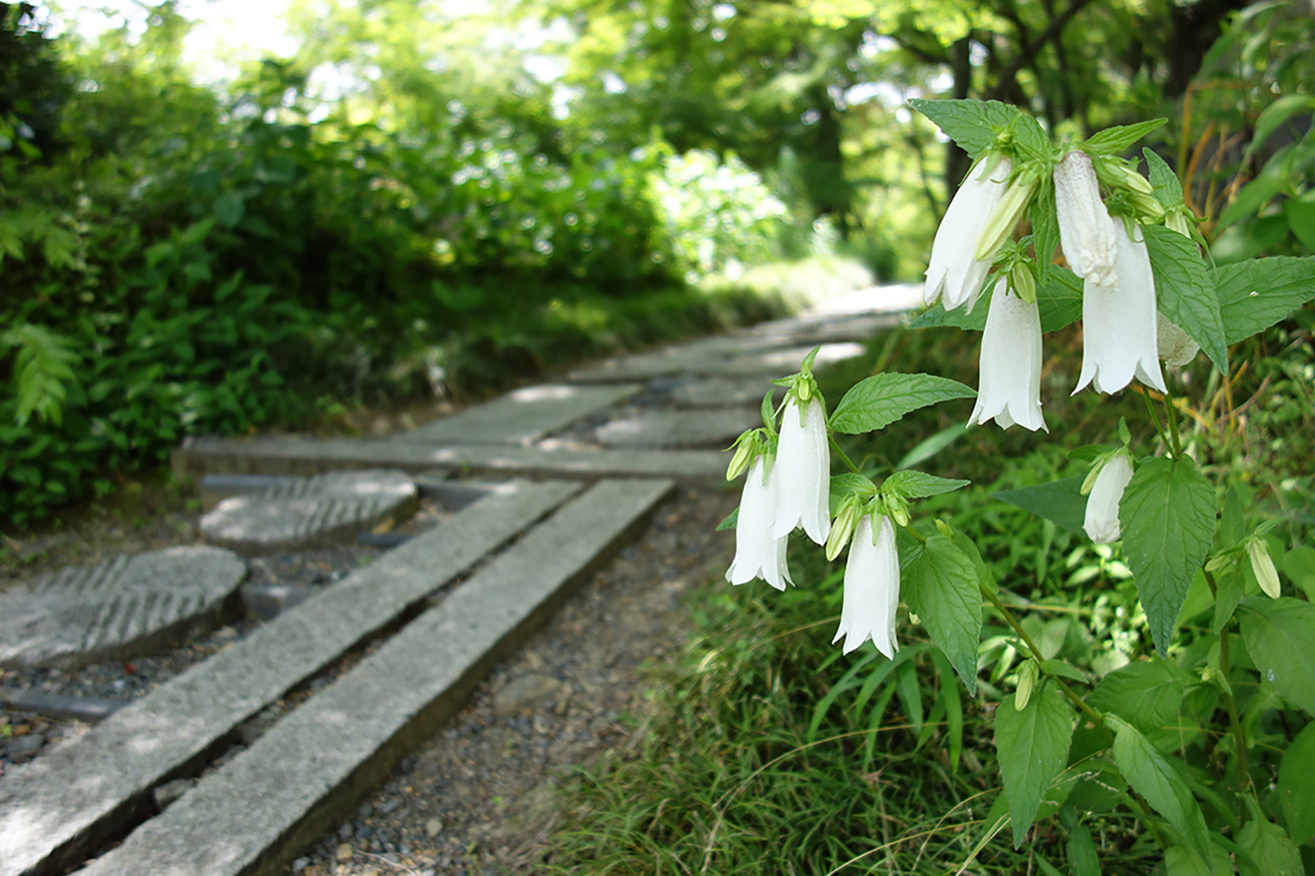 大門寺への問い合わせイメージ画像